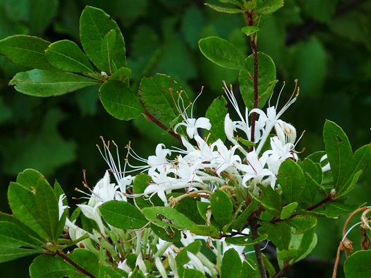 {Rhododendron viscosum var. serrulatum}